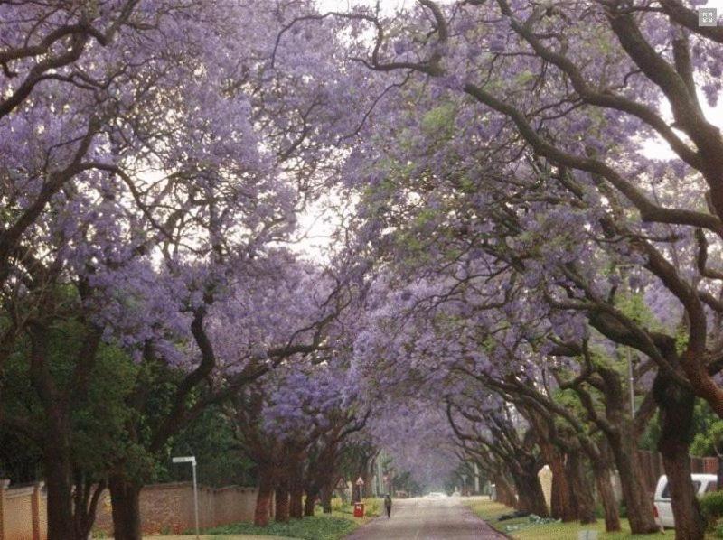 Goodey'S Guesthouse Pretoria-Noord Εξωτερικό φωτογραφία